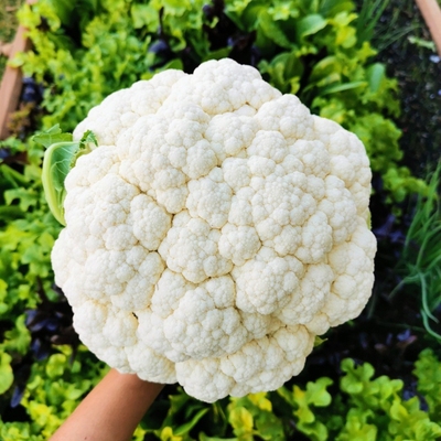 Cauliflower Image2