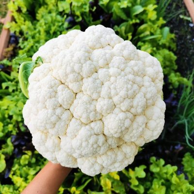 Cauliflower Image2