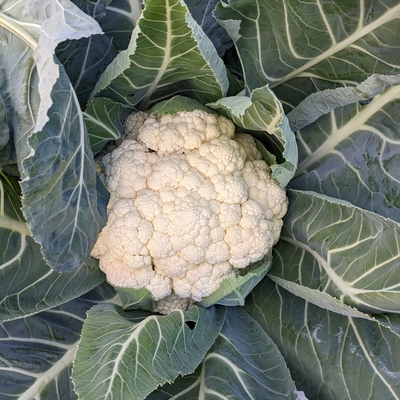 Cauliflower Image3