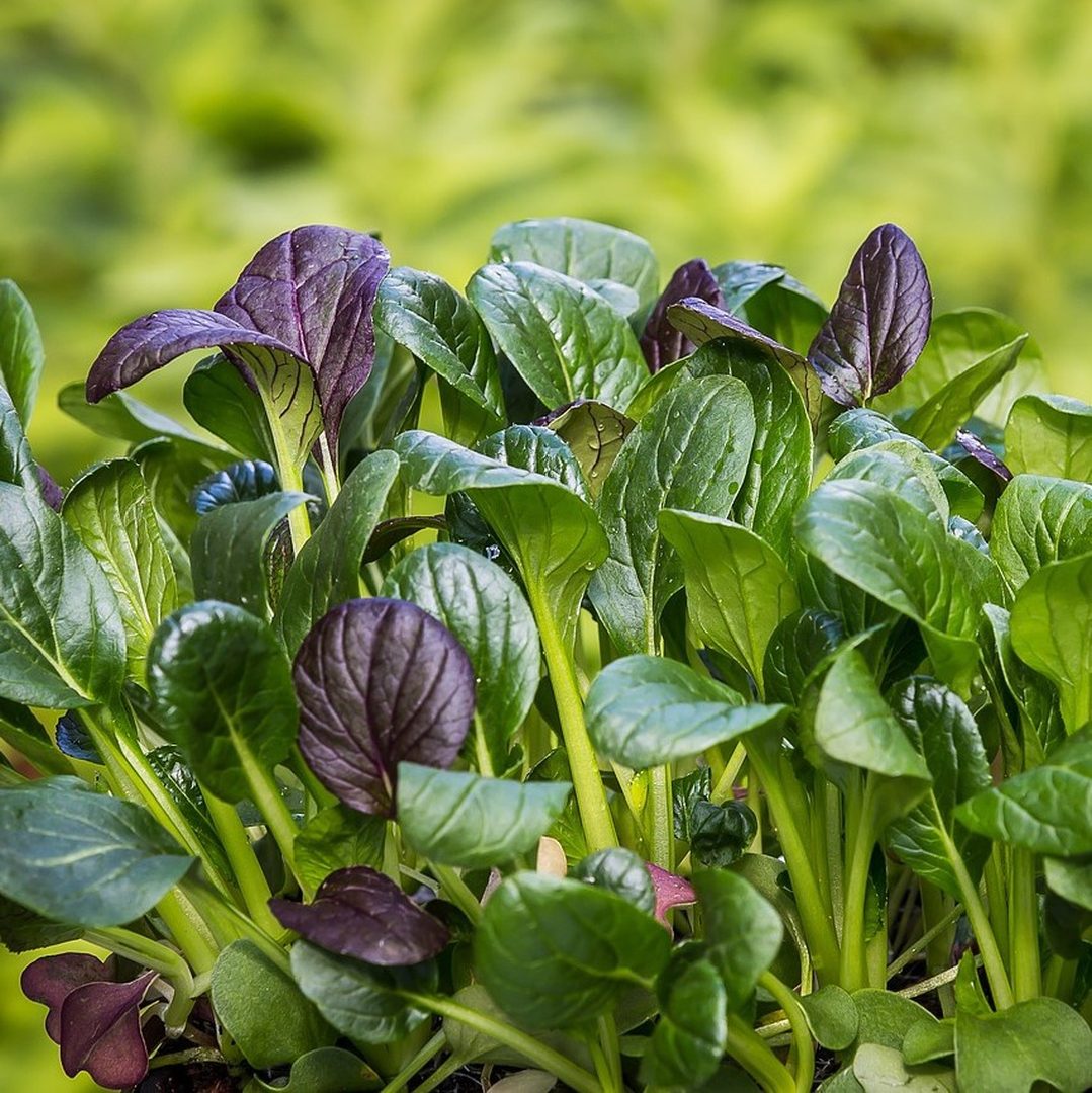 Tatsoi