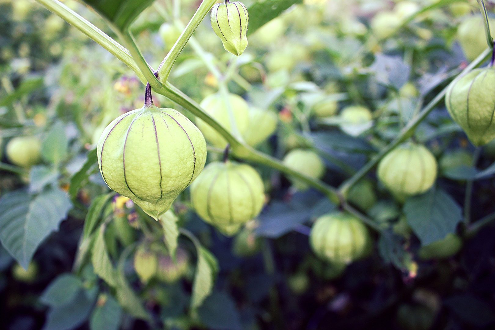 Tomatillo