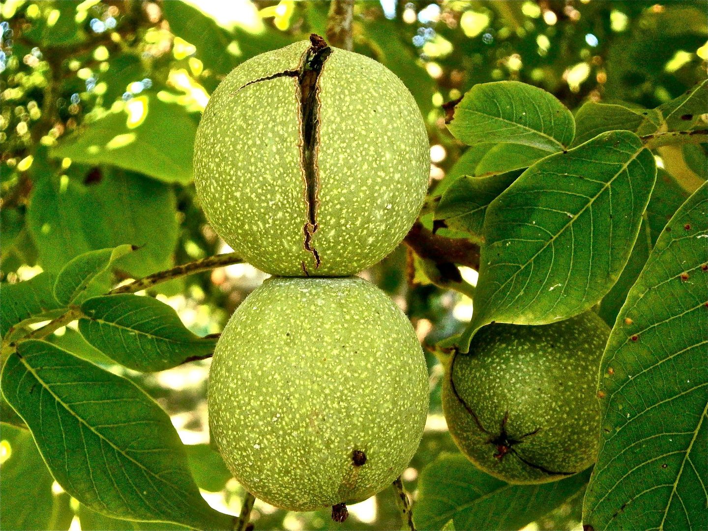 Walnut