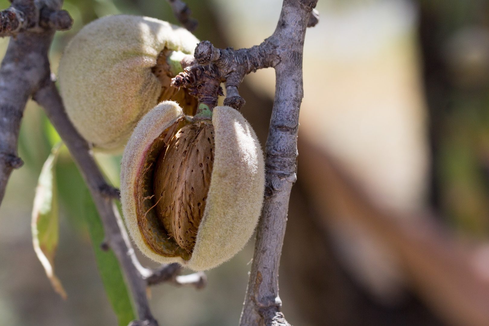 Almonds