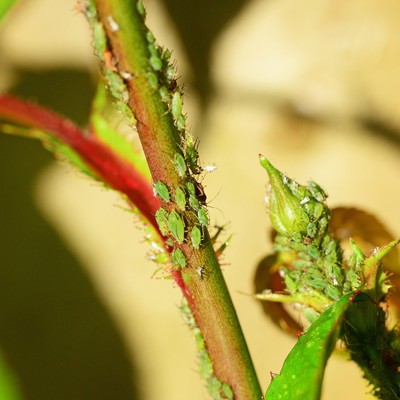 Image Aphids