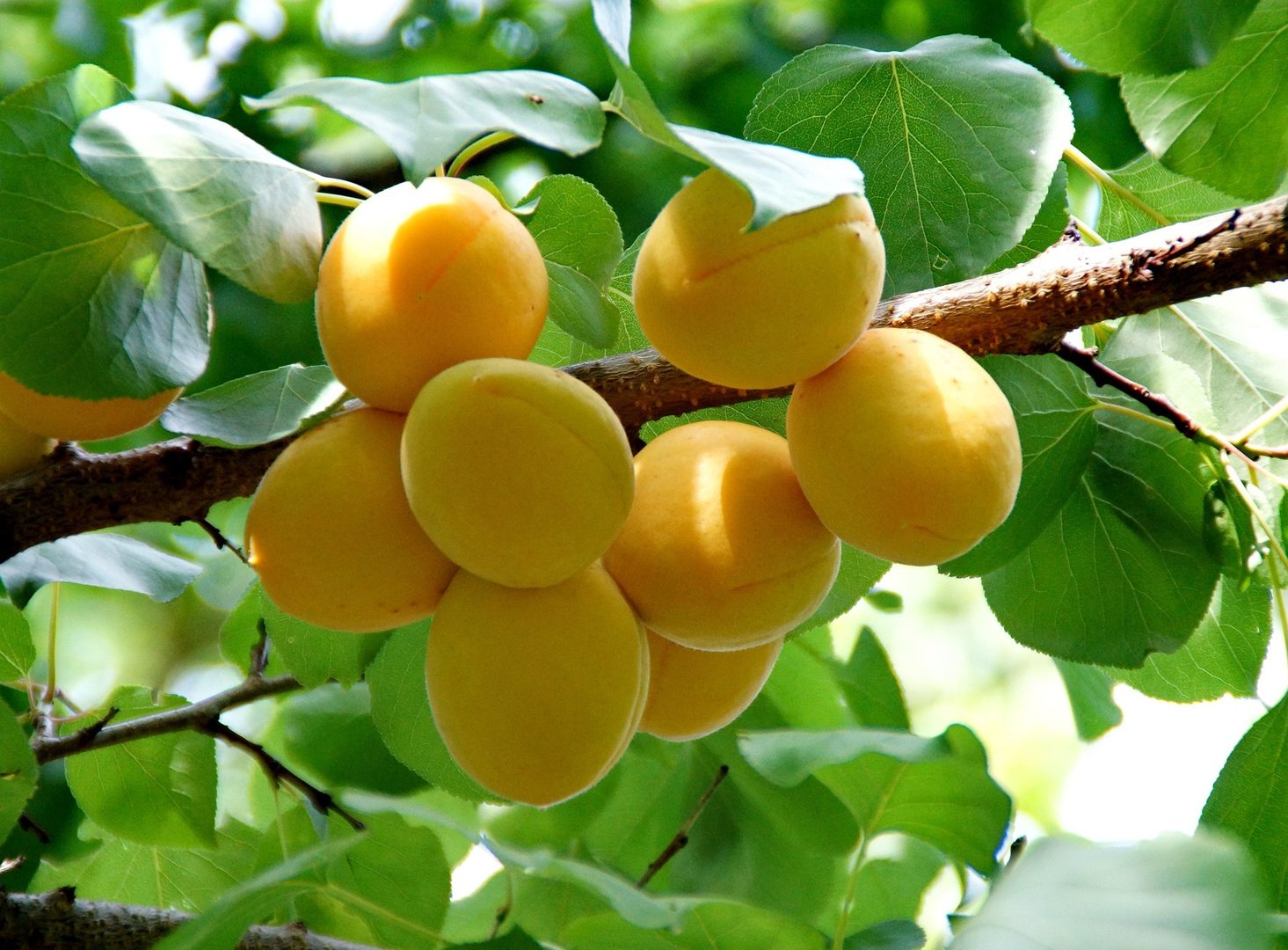 Apricot