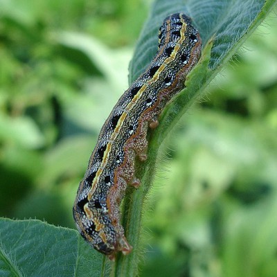 Image Armyworms