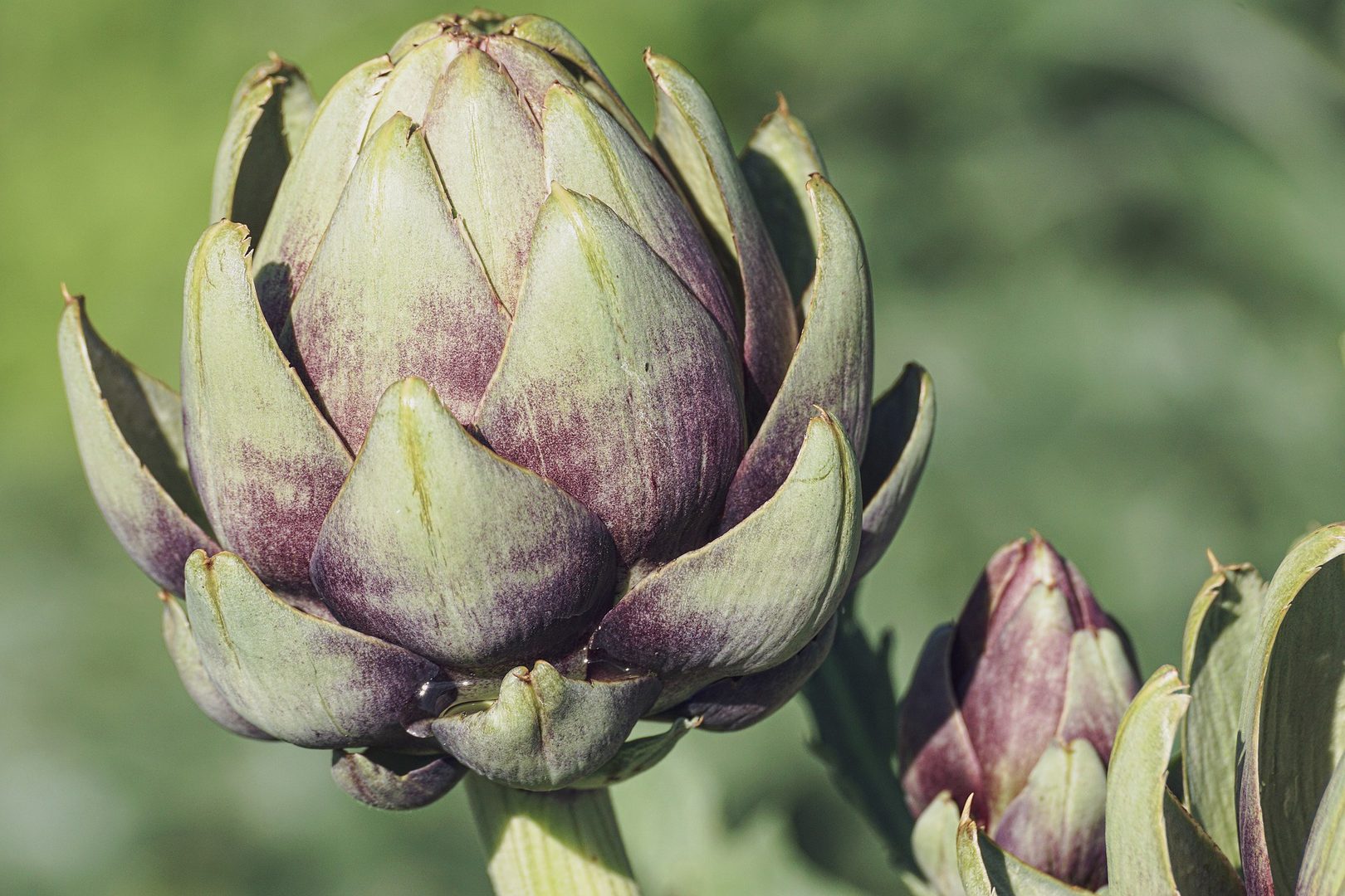 Artichoke Globe