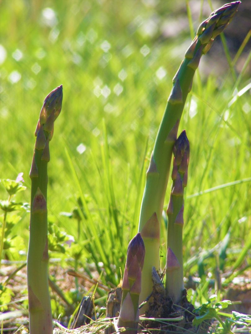 Asparagus