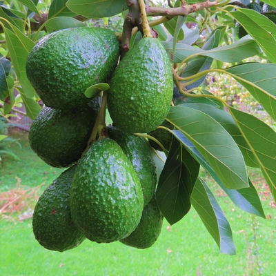 Avocado Image1