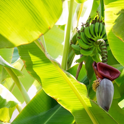 Banana Image2