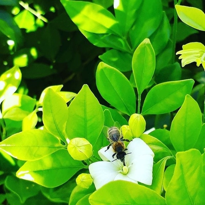 Image3 beneficialinsects