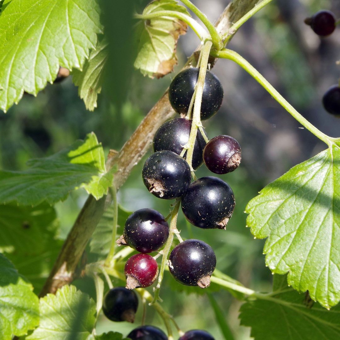 Blackcurrant