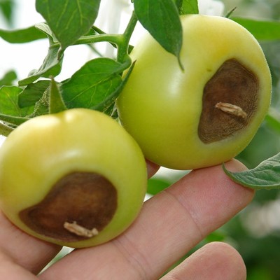 Image Blossom-End Rot