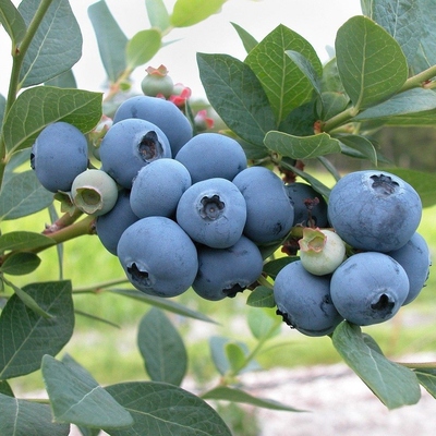 Image3 coffeegrounds