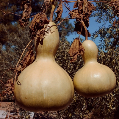 Image gourd