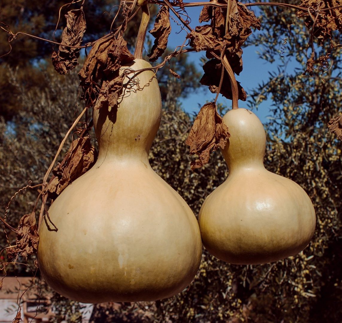 Gourd