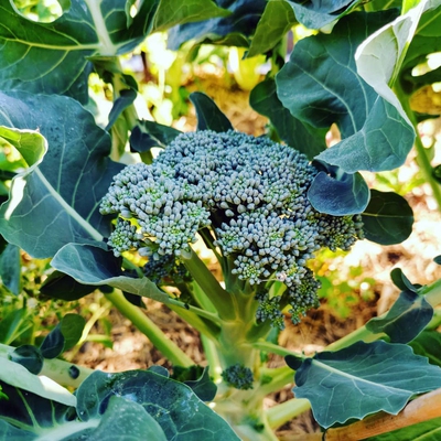 Broccoli Image2