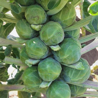 Brussels Sprouts Image2