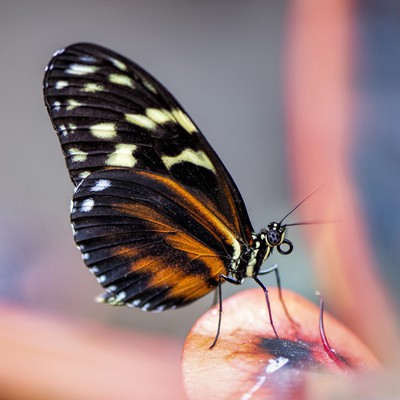 Image Butterflies