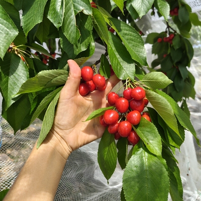 Cherry