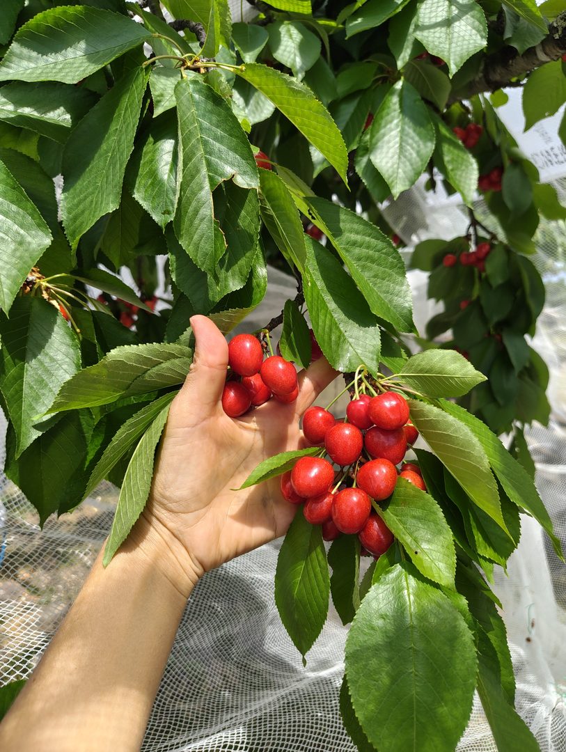 Cherry