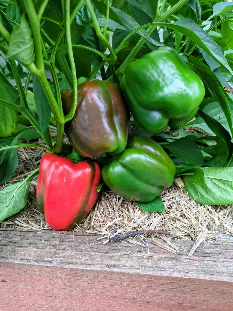 Capsicum (Sweet Pepper, Bell Pepper)