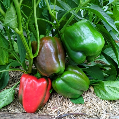 Capsicum (Sweet Pepper, Bell Pepper)