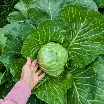 Cabbage