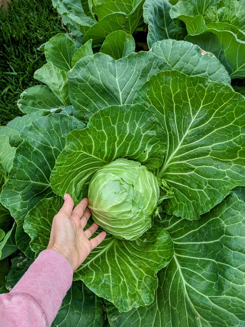 Cabbage