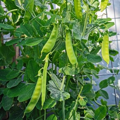 Snow Pea