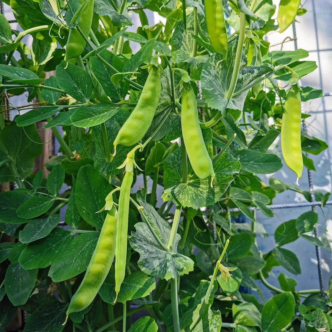 Snow Pea