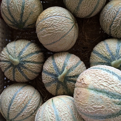 Rockmelon (Cantaloupe) Image1