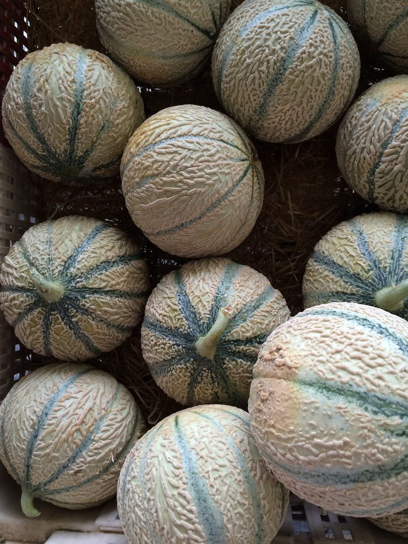 Rockmelon (Cantaloupe)