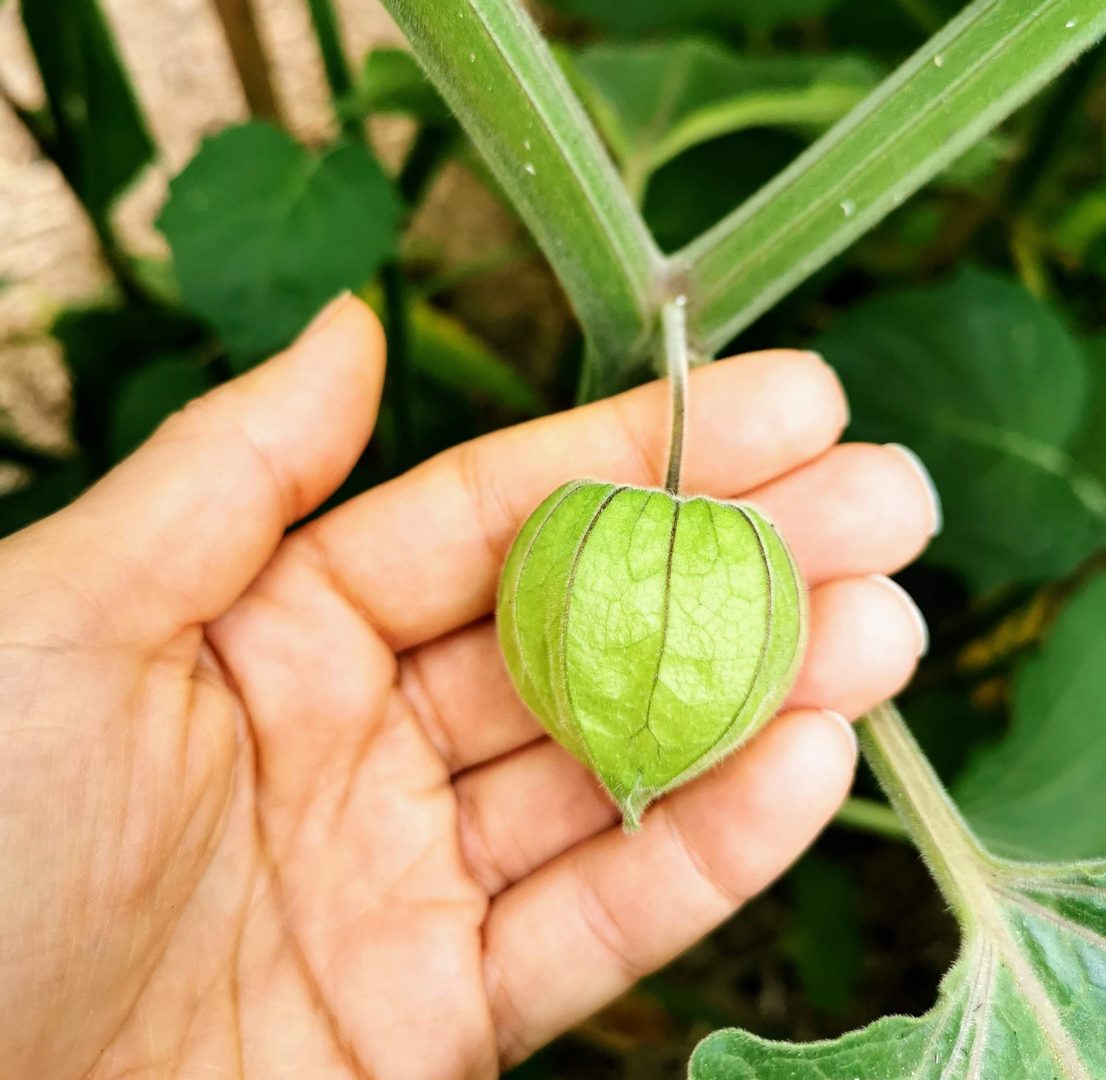 Cape Gooseberry