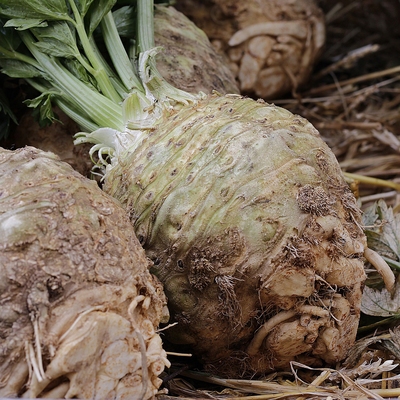 Image celeriac