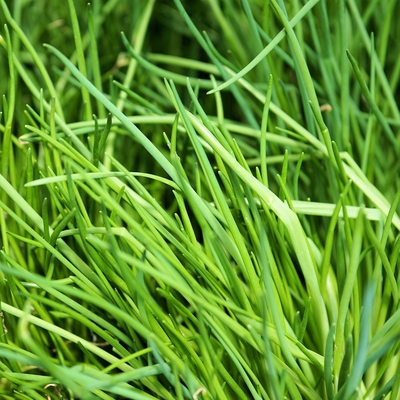 Chives Image3