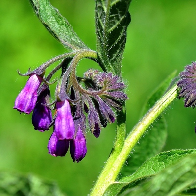 Image2 Comfrey