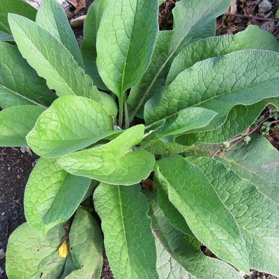 Image Comfrey