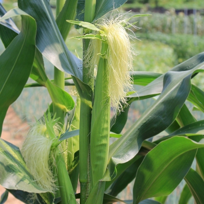 Corn Image3