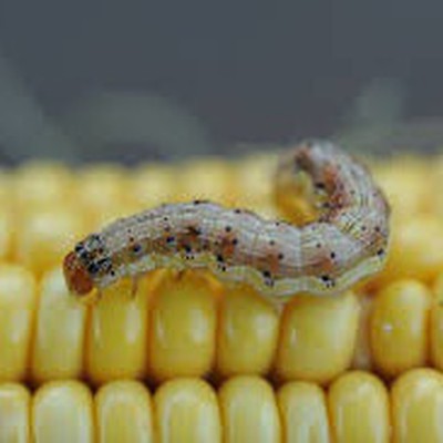 Image Corn Earworms