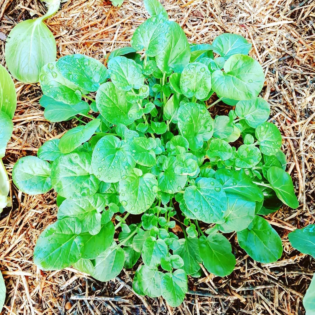 Land Cress