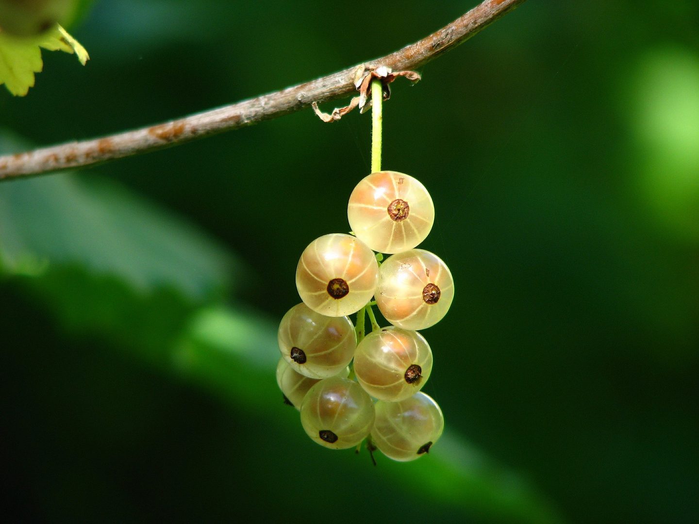 Whitecurrant