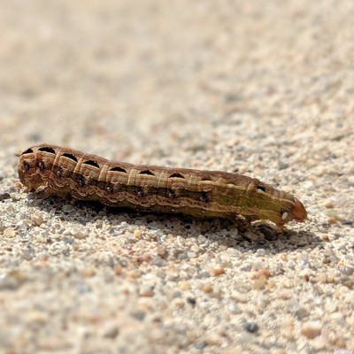 Image Cutworms