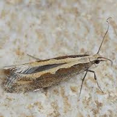 Image Diamondback Moths