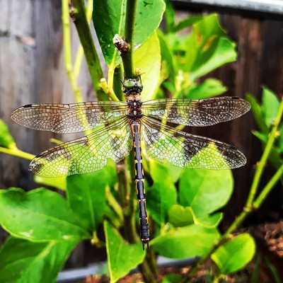 Image beneficialinsects