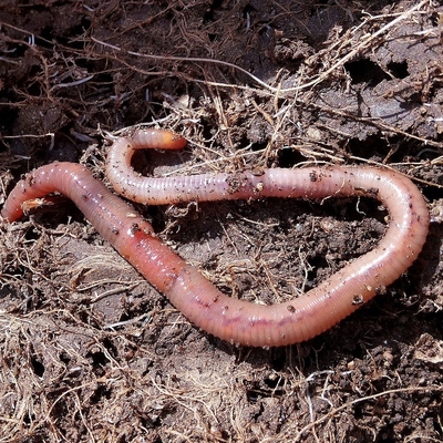 Image3 SoilPreparation