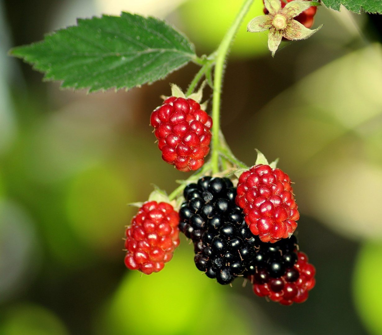 Blackberry