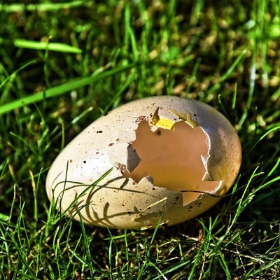 Image2 Repellentsandtraps