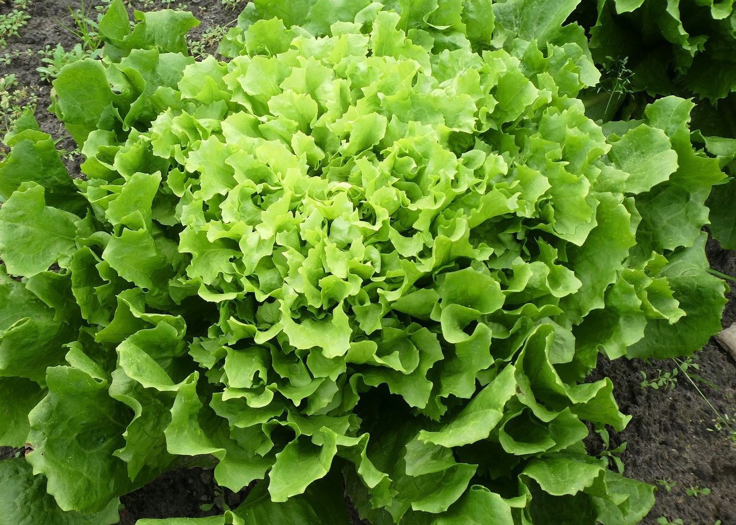 Endive