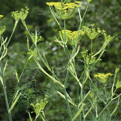 Fennel Image2